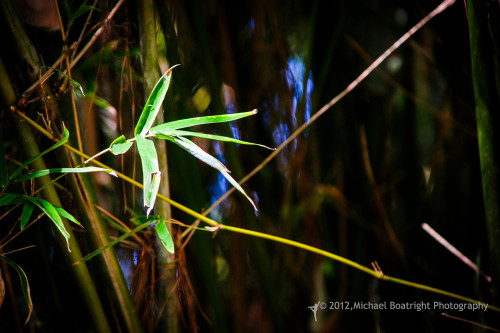 Sapelo 2012