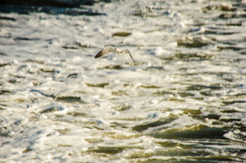 Sapelo 2012