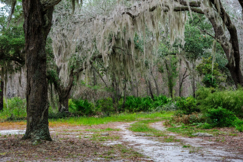 Sapelo 2012