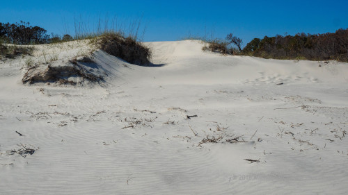 Sapelo 2018