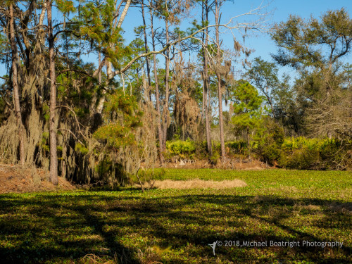 Sapelo 2018