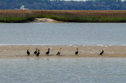 Sapelo Island