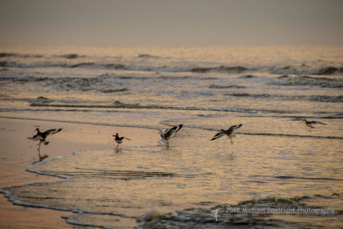 Sapelo Island