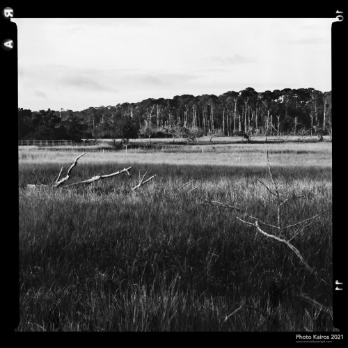 Sapelo 2021