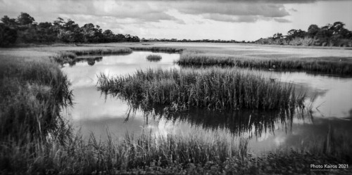 Sapelo 2021