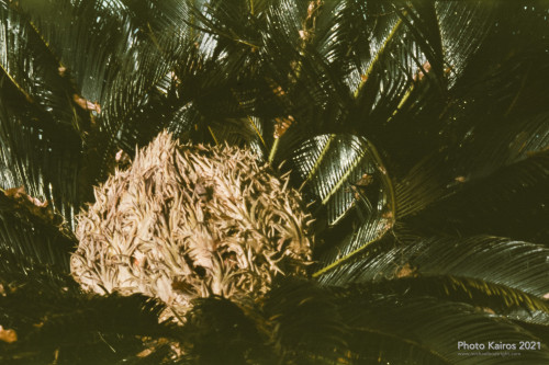Fauna and Flora