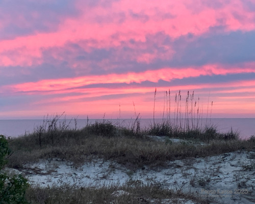 Sapelo 2023