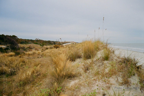 Sapelo 2023