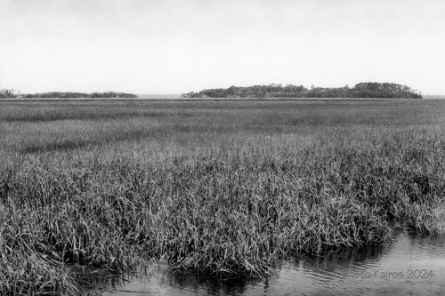Sapelo 2024