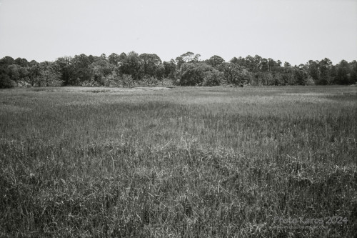 Sapelo 2024