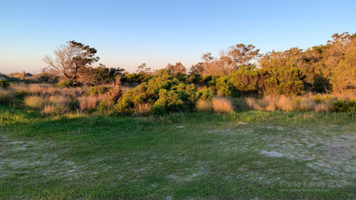 Sapelo 2024
