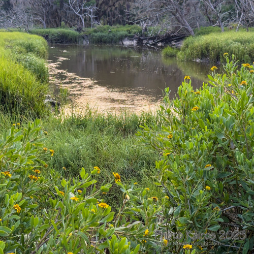 Sapelo 2025