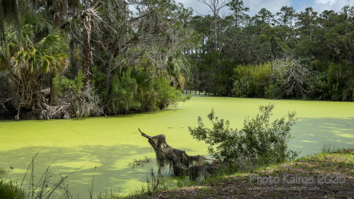 Sapelo 2025