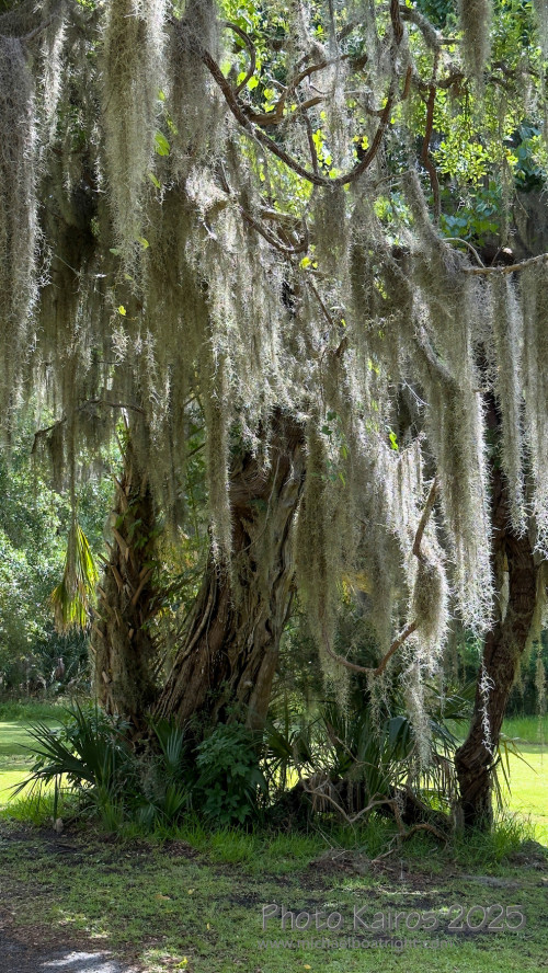 Sapelo 2025