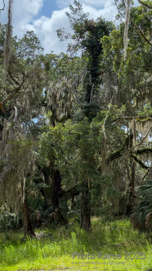 Sapelo 2025